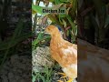 New chicks vibing in the sunlight in sunny florida on eatyourbackyard