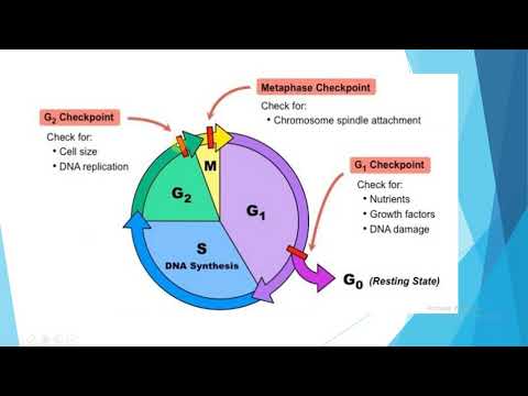 Video: Koje su četiri faze ćelijskog ciklusa?