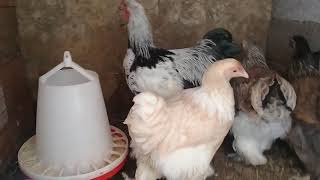 دجاج البراهاما عمر ثلاثة أشهر.......brahama chiken