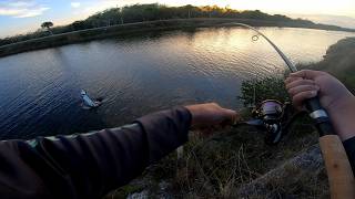 Slamming the PB: Epic Tarpon Fishing in Florida Everglades Canal Fresh/Brackish Water