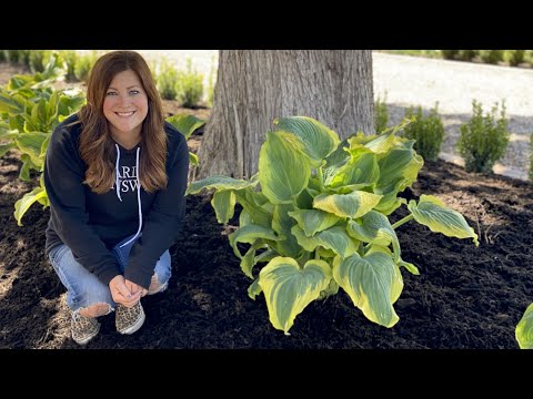 Video: Lernen Sie mehr über afrikanische Hostas - wie man afrikanische Hosta-Pflanzen anbaut