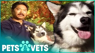 The Life Of A California Search And Rescue Husky | Dogs with Jobs | Pets & Vets