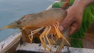 20年老渔民找到鱼虾群，一网狂捞几千条，虾王上岸被天价收购