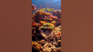 سورة مريم بصوت القارئ شريف مصطفى #سورة_مريم #شريف_مصطفى