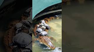A rare and fascinating moment of wildlife! 🐢🐊 tortoise riding crocodile #Tortoise #Crocodile
