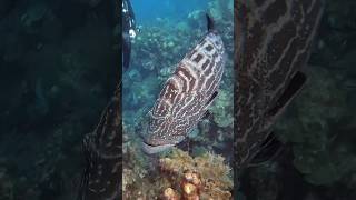 Scuba diving with giant grouper in Roatan, Honduras #shorts #scubadiving #roatan #giantgrouper