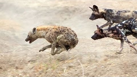 Thế giới Động Vật - Cuộc Đời Tồi Tệ Của Linh Cẩu Đực