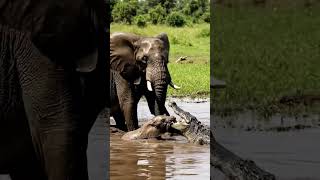 Heroic Elephant vs Crocodile – A Mother’s Fierce Battle to Save Her Baby 🐘🐊