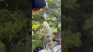 Ржавая но рабочая блесна!! #fishing #рыбалка #окунь#спінінг #блесна