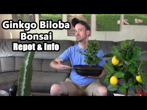 Ginkgo Biloba Pre-Bonsai Care & Info