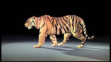 tiger_walk_cycle_test_mark3