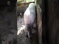 porco suíno#animal#videnovo#shorts#natureza