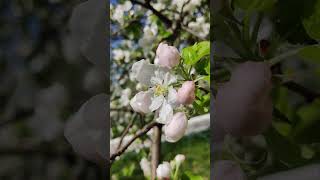 ЯБЛОНЕВЫЙ САД (Apple tree flowers) (3)  #Shorts