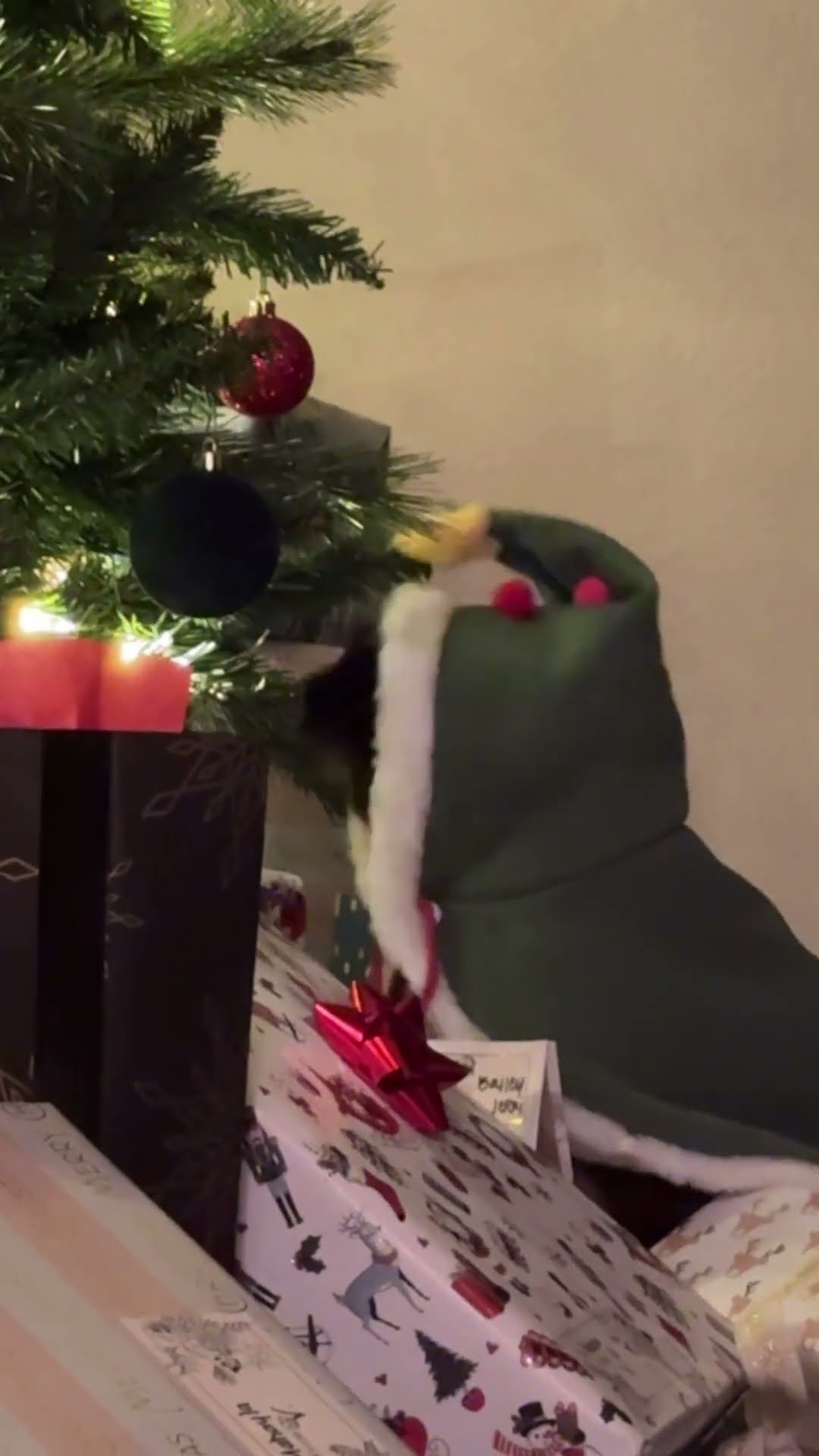 Cat In Christmas Tree Costume || ViralHog