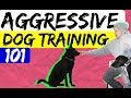 How to perform an Aggressive Dog Evaluation based on your dogs body language - Dog Training Advice How to perform an Aggressive Dog Evaluation based on your dogs body language - Dog Training Advice