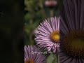 Aster | You finally have time to breathe (lofi soundscape)