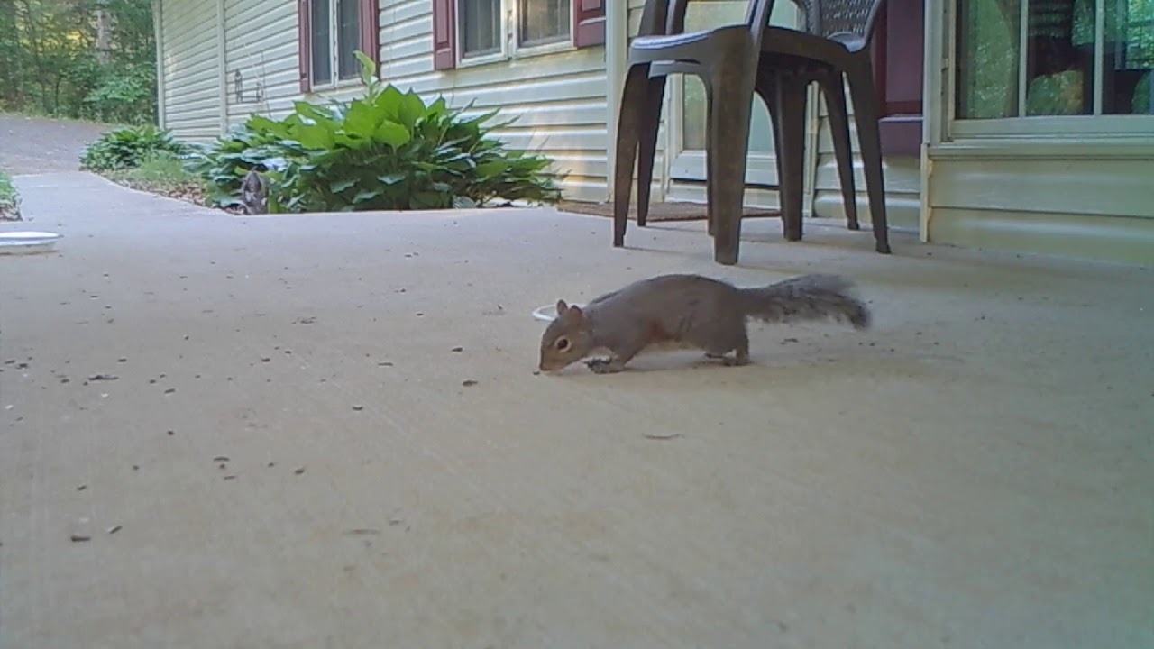 Victure HC600 Sample Videos - YouTube