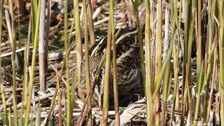 Jack snipe bobbing