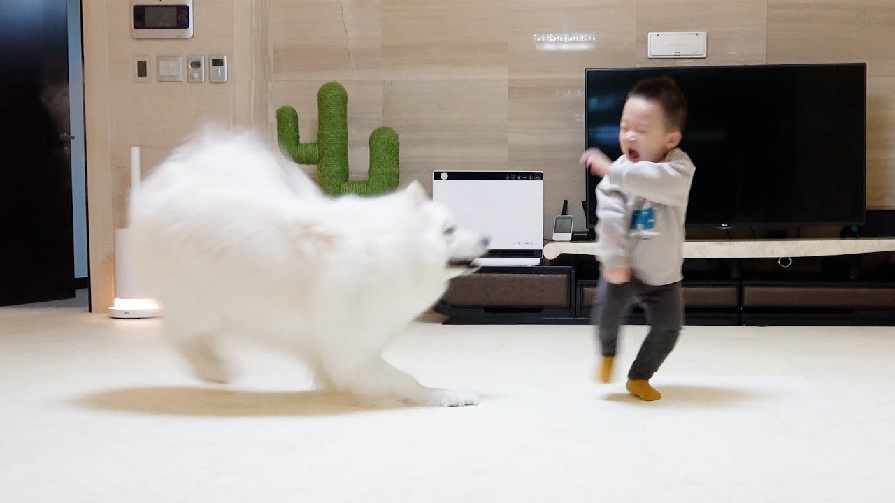 [Русские субтитры] Ребёнок Впервые Видит Большую Собаку