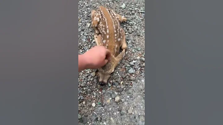 Friendly Fawn Comes By For Head Scratches || Viral...