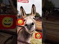 funny Donkey #shorts #farmlife #donkey #funnyanimal #farming #cute #voiceover #fyp #viral