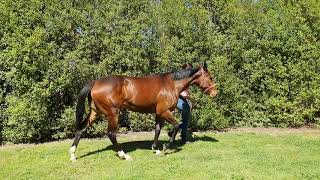 2Yo Holler Filly Side