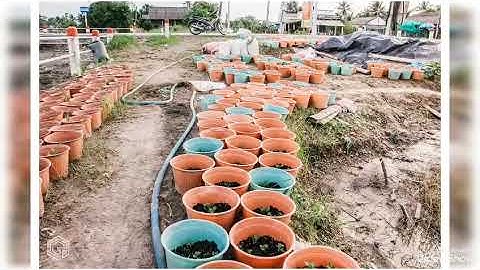 Những hình ảnh đẹp ở Gò Công-Tiền Giang