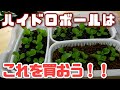 【水耕栽培大学】ハイドロボールはこれを選ぼう!!ハイドロボール成長対決の結論は!?