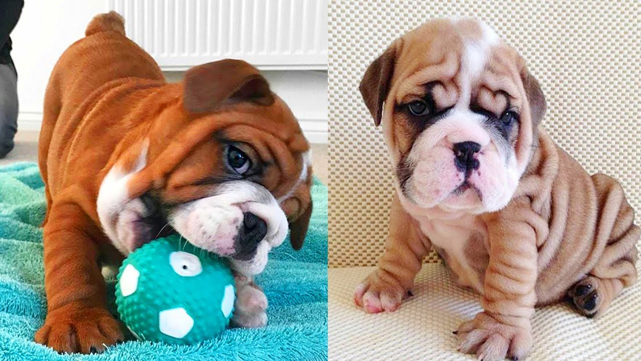 Cutest video compilationa about English Bulldogs  (Mar) # 2 | 2019| Animal Lovers