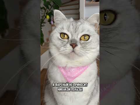 Категорически не давай эти овощи своей кошке #коты #кот #кошка
