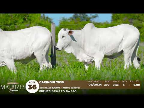 LOTE 36