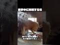 食事中に邪魔するな