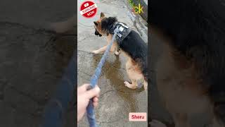 Flooded Paths, Loyal Paws #germanshepherd #rainyday #dogandme #cinematic #funnypets #dogcomedy