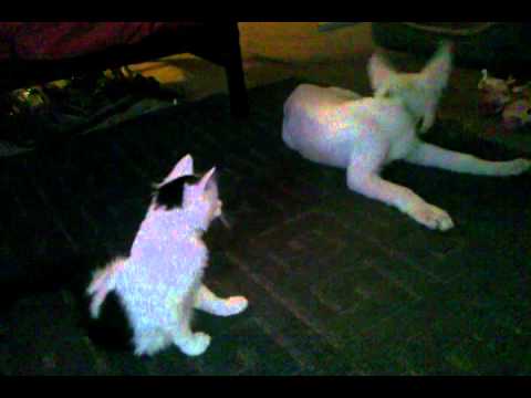 Sonja the White Shepherd puppy knocking over Dezi the kitten with her toy cash reserve ratio
