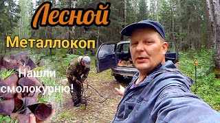 Поиск металлолома в лесу,где искать металлолом