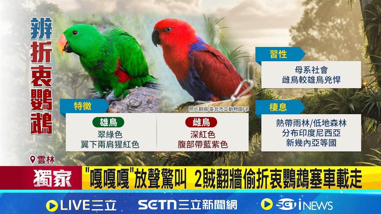 三立獨家｜花38秒扛走2米長鳥籠 4隻