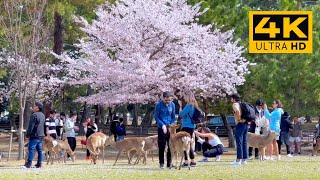 Nara Day Trip  The Wonderful Spring in the Deer's City ・ Japan