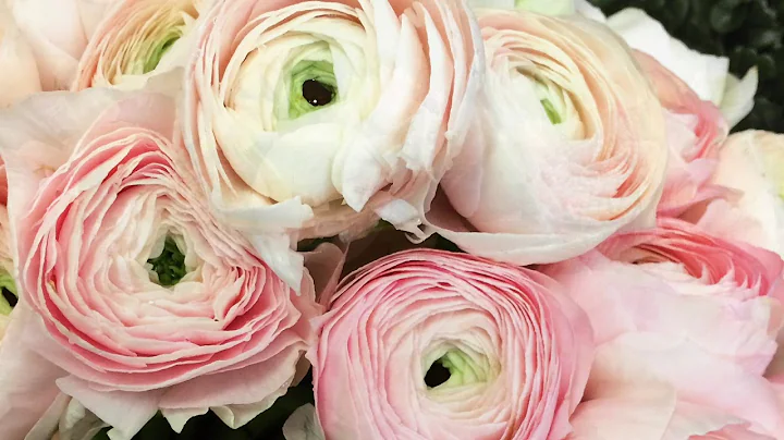 Ruth Messmer Florist 2018