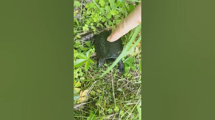 Mr turtle by NJ lake