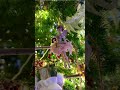 Украшение Новогодней Елки