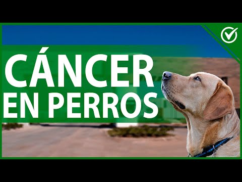 Video: Cáncer De Boca De Perro: Síntomas, Tratamiento Y Esperanza De Vida