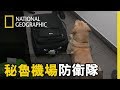 緝毒犬是機場防衛隊的好朋友，憑藉著牠們敏銳的嗅覺總能準確的找到可疑的行李 【祕魯機場防衛隊】短片精華版