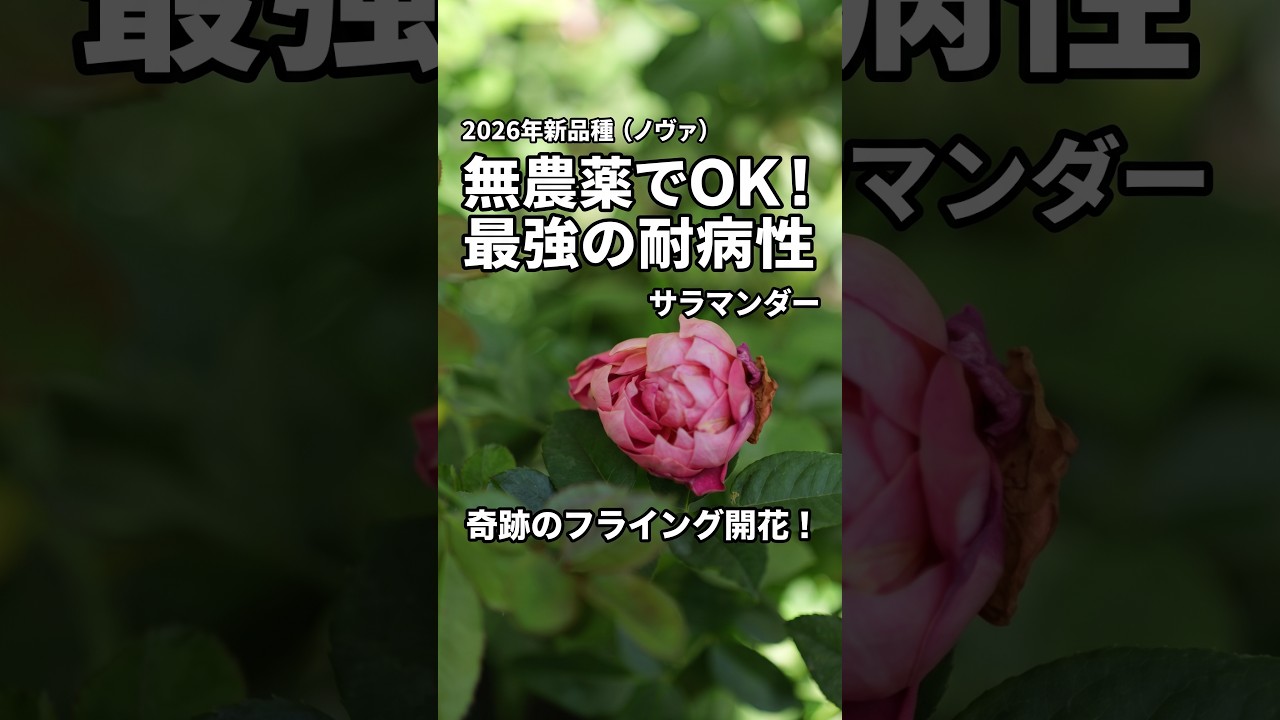 Salamander: September 17, 2026, Pot Talk and 8 Rose Varieties That