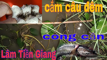 hướng dẫn cách cắm câu bằng mồi dế dính toàn cá lóc khủng#lamtiengiang #
