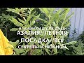 АЗАЛИЯ//Летняя посадка//Все секреты и нюансы