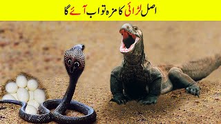 کنگ کوبرا سانپ کی خطرناک لڑائی | Deadly Battles of Cobras