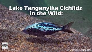 Lake Tanganyika Cichlids in the Wild: People and places