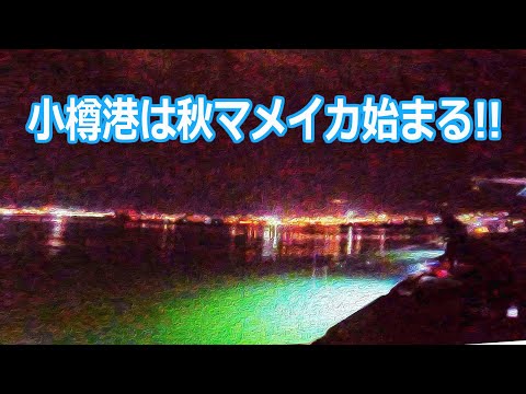 【北海道石狩湾・小樽釣り】小樽港は秋マメイカが始まった!!　2023.10.15（マメイカ、ヒイカ、サヨリ、タナゴ他、夜釣り、投光器、エギング、サビキ）