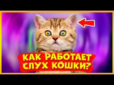 КАК РАБОТАЕТ СЛУХ КОШКИ?