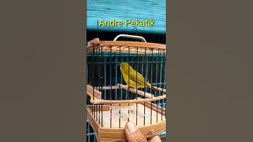 pleci Andre Pekatik solo #shorts